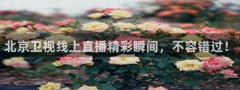 看球吧雨燕直播：北京卫视线上直播精彩瞬间，不容错过！